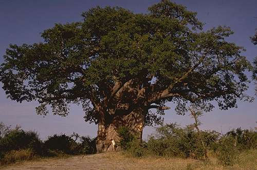 Baobab - Mahango-Nationalpark, Namibia