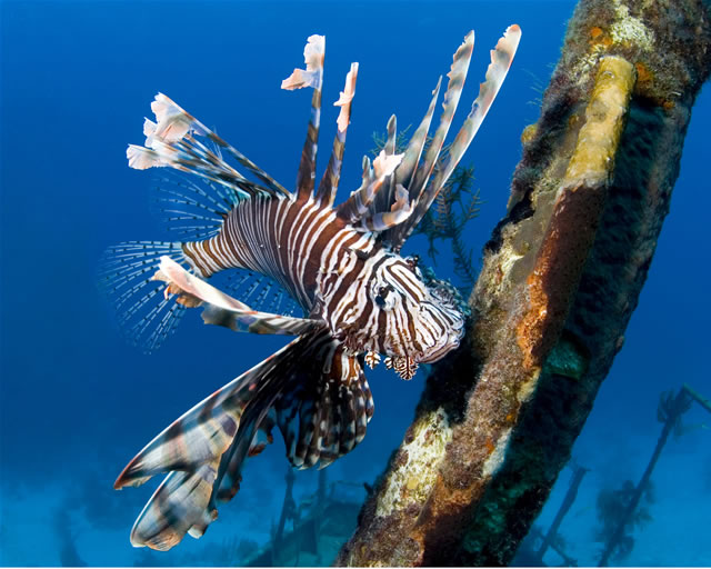 Nassau - Stuart Cove\'s Dive, Bahamas