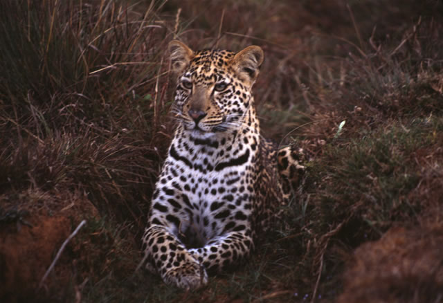 Ein wachsamer Leopard im hohem Gras
