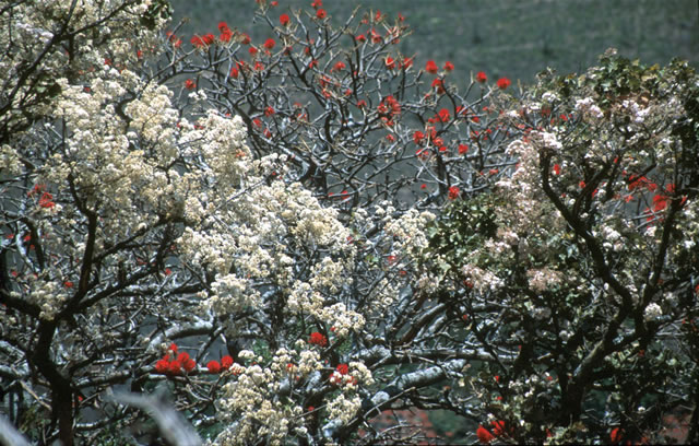 Weiß- und rotblühende Bäume und Sträucher