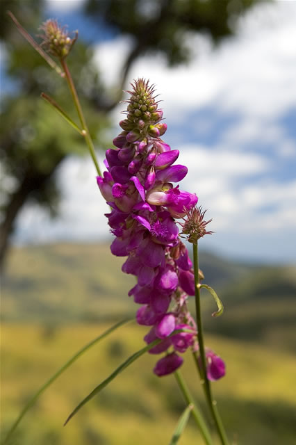 Blütenstängel einer hübschen Pflanze auf dem Nyika-Plateau