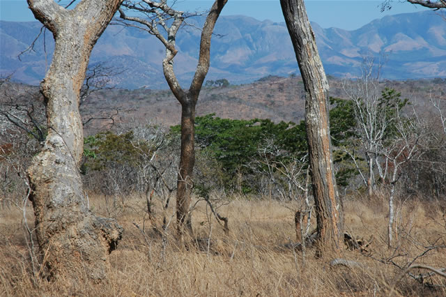 Blick auf das Buschland im Quellgebiet des Luangwa