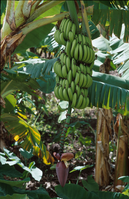Bananenstaude - Bananas, Antigua & Barbuda