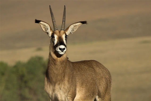 Antilope auf dem Nyika-Plateau