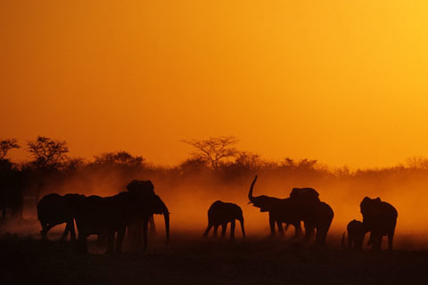Elefanten, Namibia