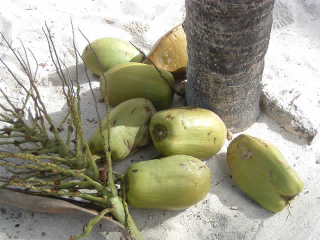 Kokosnüsse - Coconuts, Antigua & Barbuda