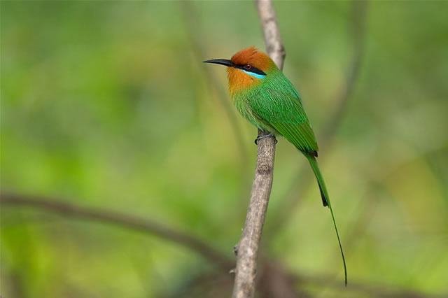 Bunter Vogel im Liwonde-Nationalpark