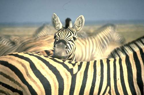 Zebras - Etoscha-Nationalpark 	, Namibia