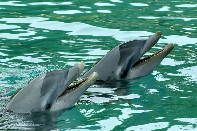Nassau, Blue Lagoon Island - Dolphin Encounters, Bahamas