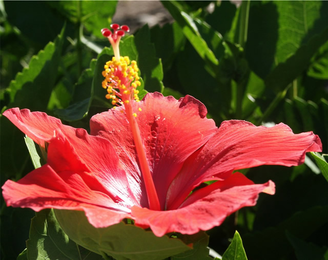 Hibiskusblüte - Hibicus, Antigua & Barbuda